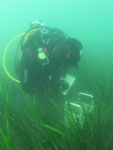 Comptage de pieds d'herbiers de Zostera marina dans le bassin d'Arcachon
